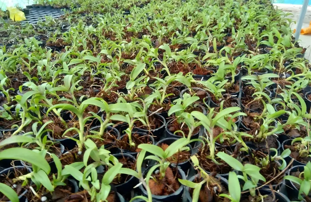 Các dòng và giống Lan Ý Cấy Mô phổ biến hiện nay