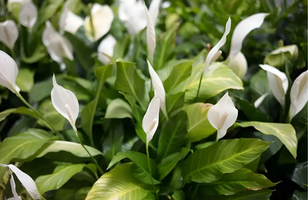 Kỹ thuật trồng và chăm sóc Lan Ý Cấy Mô