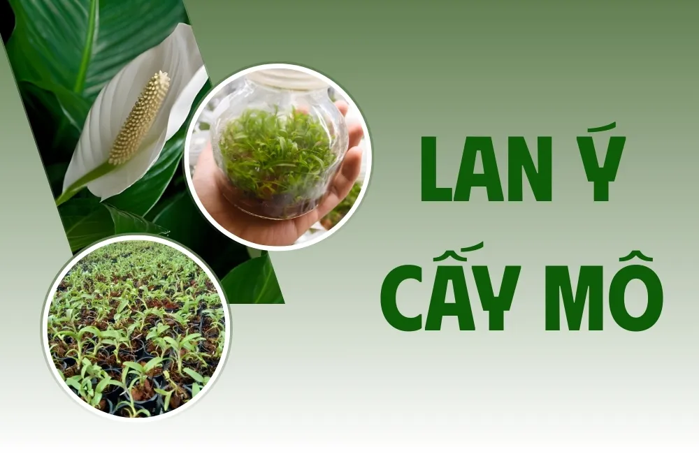 Tổng quan về cây Lan Ý Cấy Mô