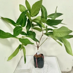 Mận Tam Hoa