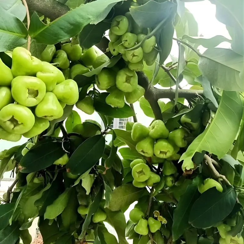 Mận Xanh Đường