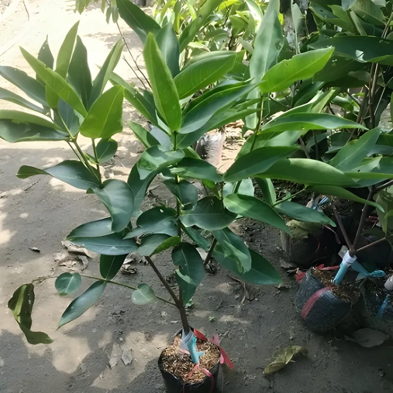 Mận xanh đường
