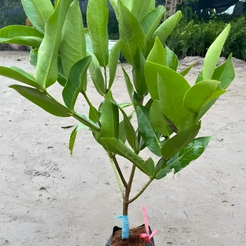 Mận xanh đường