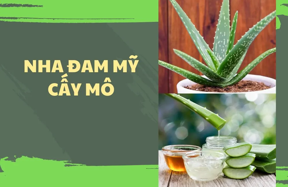 Nha đam mỹ cấy mô 