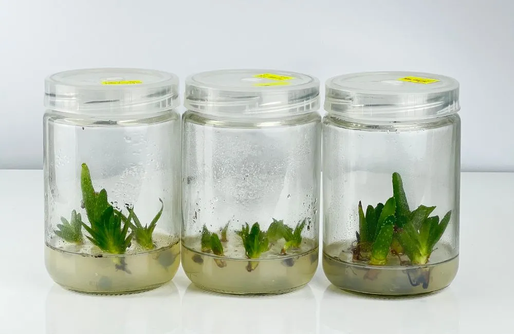 Nha đam Mỹ cấy mô