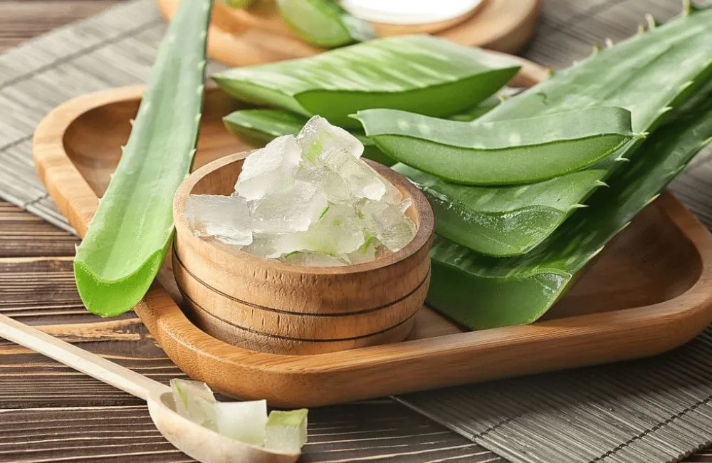 Nha đam mỹ cấy mô 