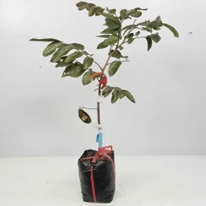 Cây giống nhãn Long Tím