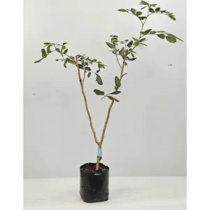 Giống nhãn xuồng tím