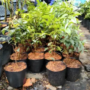 Nho Thân Gỗ Tứ Quý