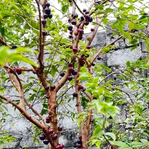 Nho Thân Gỗ 12 vụ