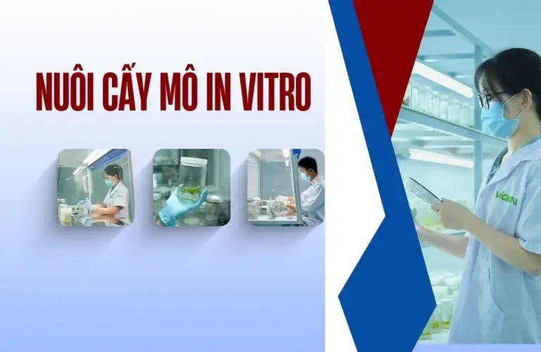 Nuôi cấy mô in vitro: Nền tảng sản xuất giống hiện đại