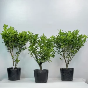Cây tắc bánh xe