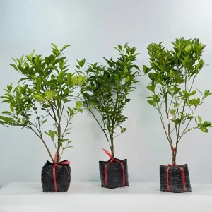 Tắc không hạt