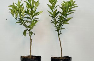 Tắc ngọt Đài Loan
