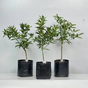 Tắc xanh ngọt