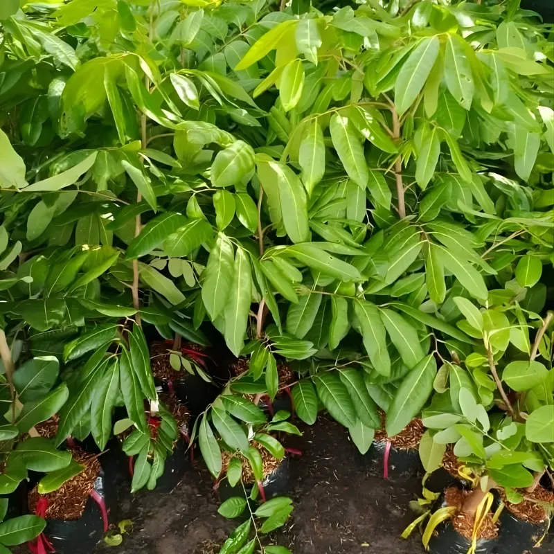 Cây giống thanh nhãn