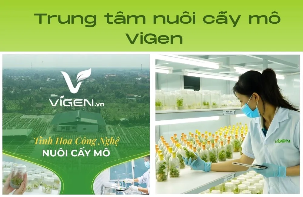 ViGen - Trung tâm nuôi cấy mô thực vật uy tín