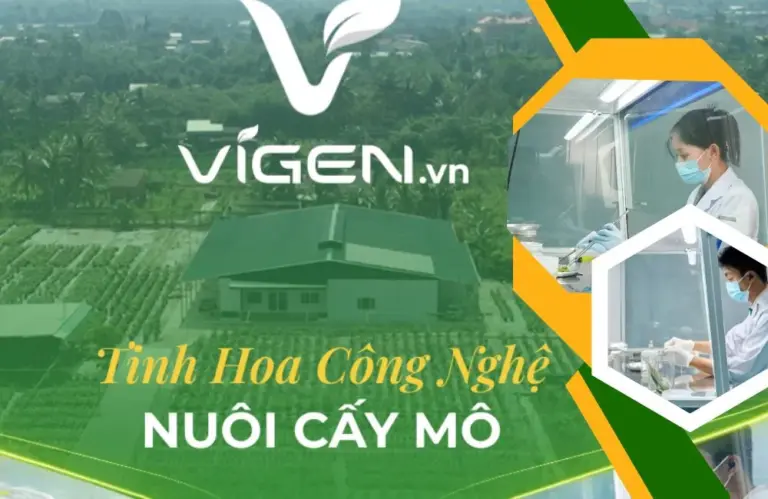 Nuôi cấy mô thực vật: Giải pháp cây giống sạch bệnh
