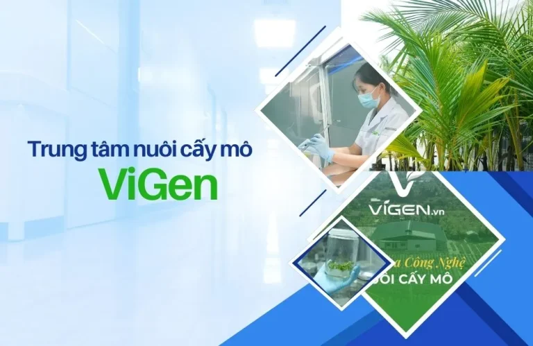 Trung tâm nuôi cấy mô ViGen: Năng lực và quy mô