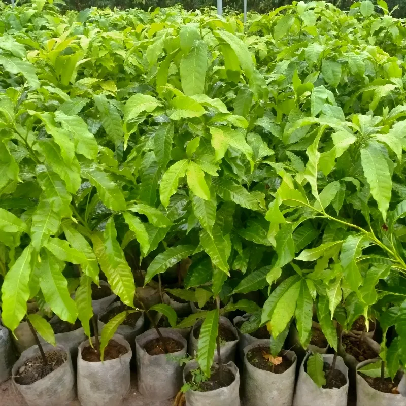Vú Sữa Hoàng Kim