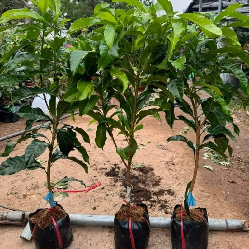 Vú sữa Hoàng Kim