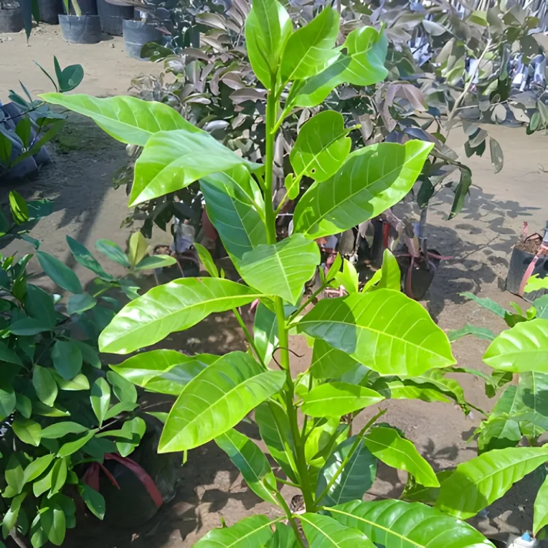 Giống vú sữa Hoàng Kim