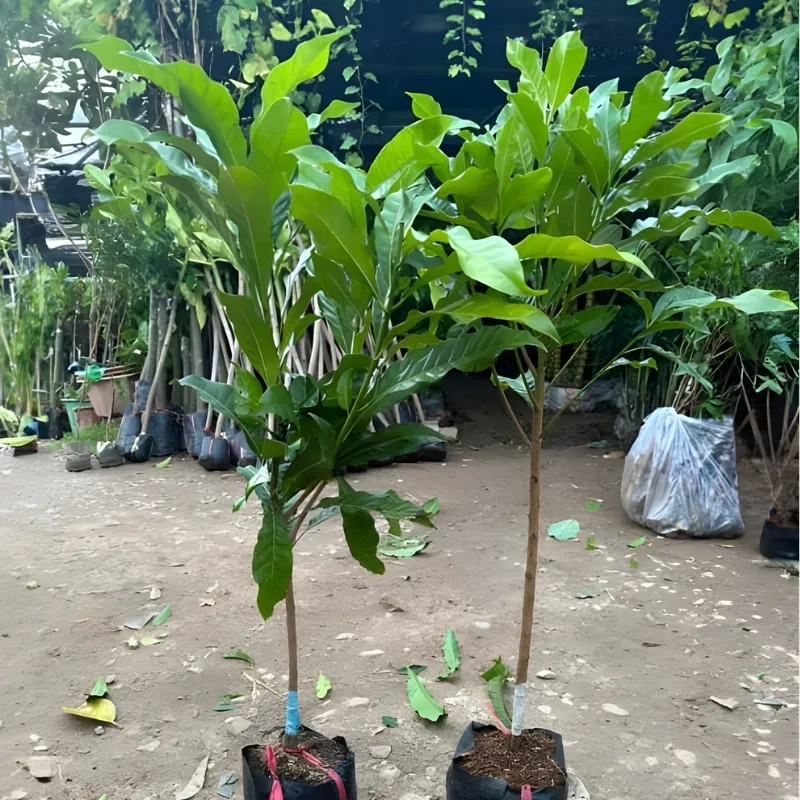 Vú Sữa Hoàng Kim - Ảnh 6