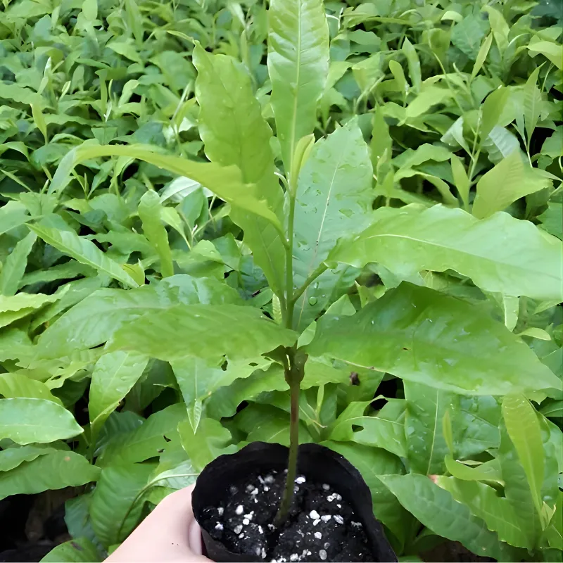 Vú Sữa Hoàng Kim