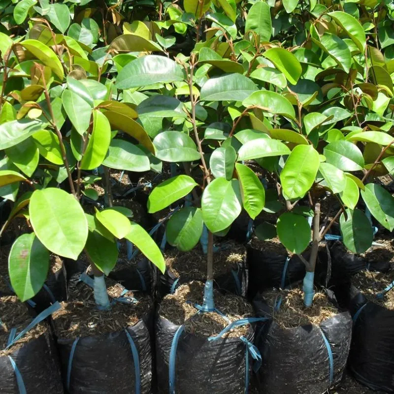 Cây Vú Sữa Lò Rèn tại ViGen