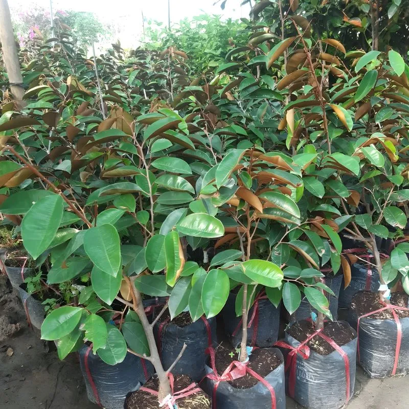 Cây Vú Sữa Lò Rèn tại ViGen