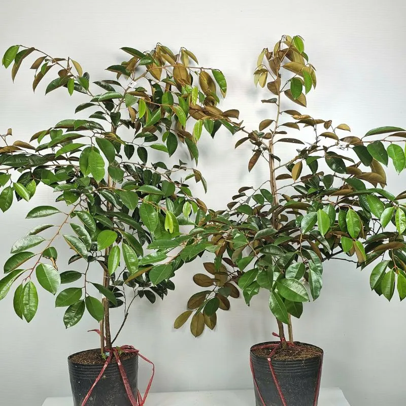 Vú Sữa Lò Rèn