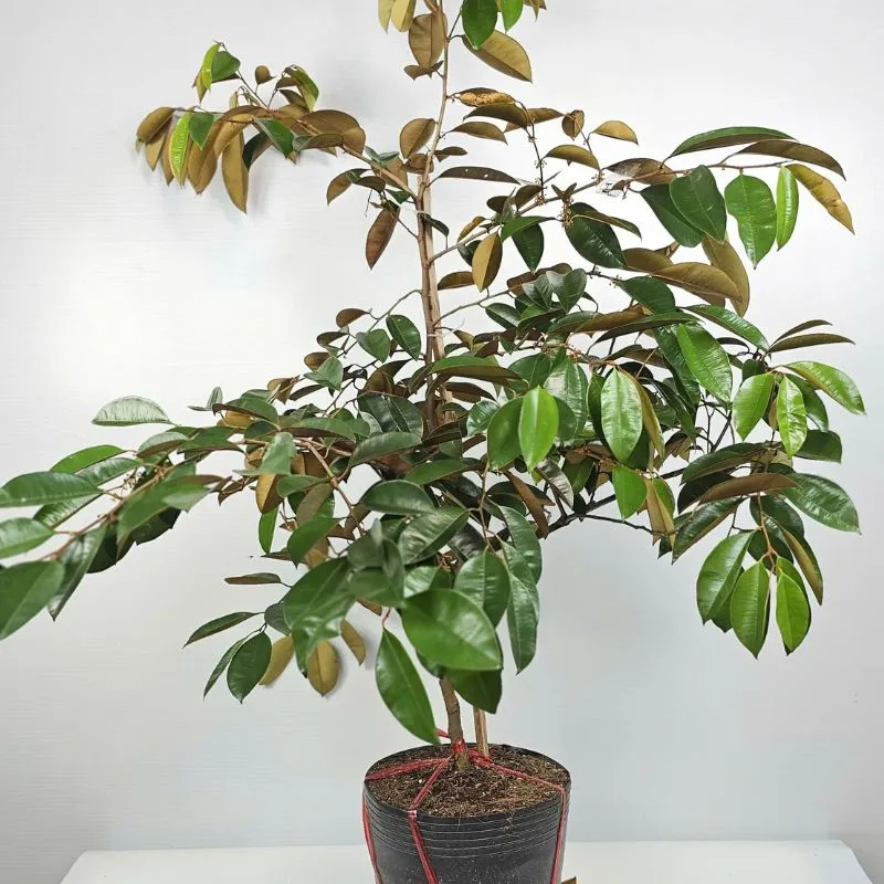 Vú Sữa Lò Rèn