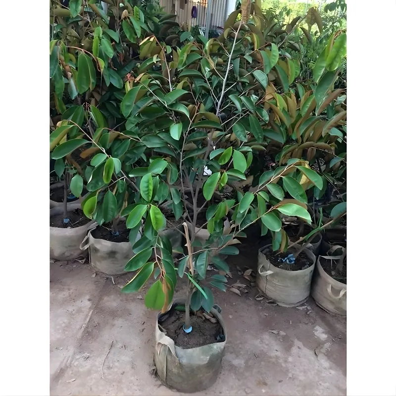 Vú Sữa Lò Rèn Nhỏ