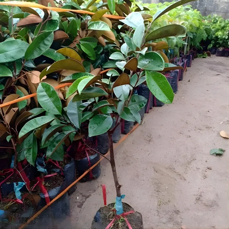 Cây giống vú sữa Lò Rèn Nhỏ