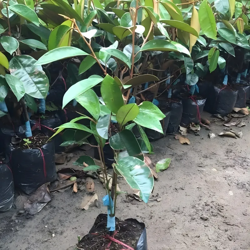 Vú sữa Lò Rèn Nhỏ
