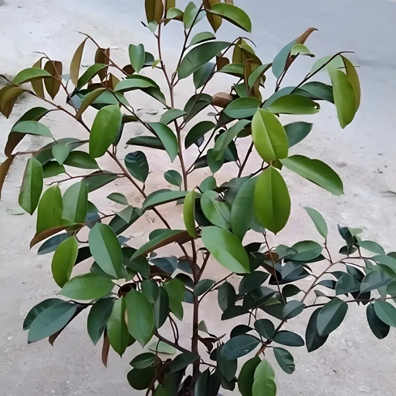Vú Sữa Lò Rèn Nhỏ - Ảnh 6