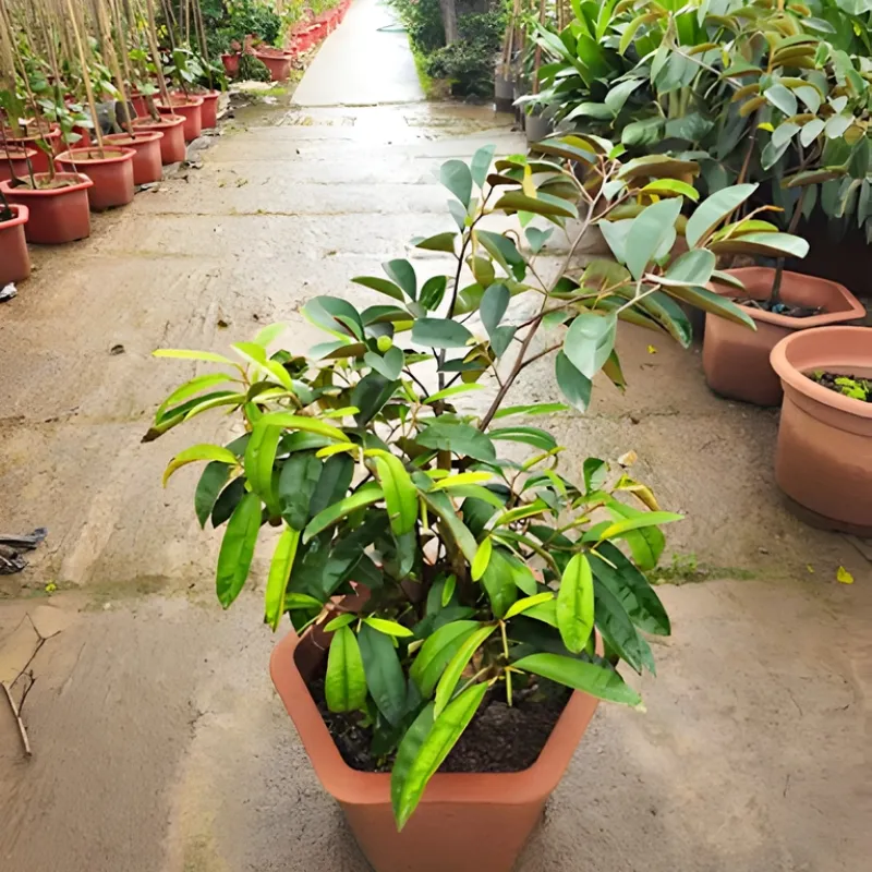 Vú Sữa Lò Rèn Nhỏ