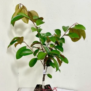 Cây vú sữa Mika
