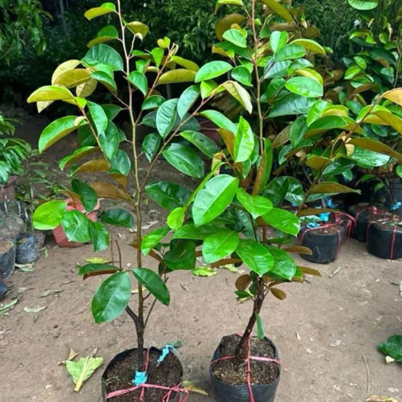 Vú Sữa Mika