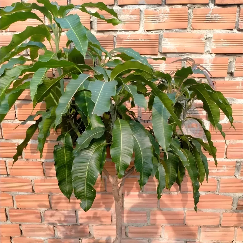 Xoài Cát Lùn