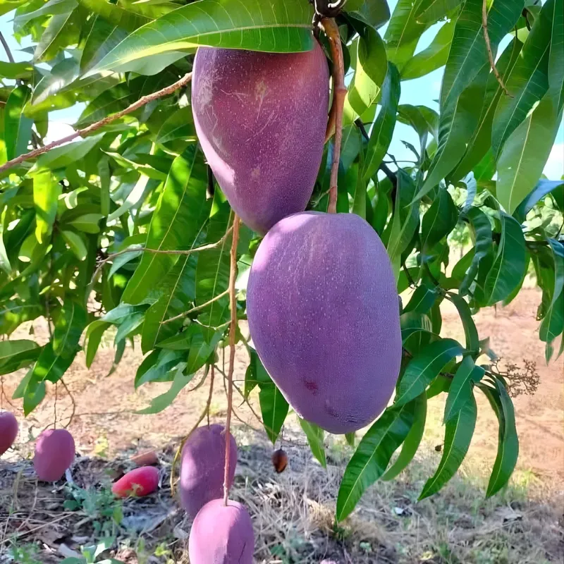 Xoài Ngọc Vân