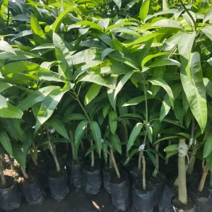 Xoài Ngọc Vân