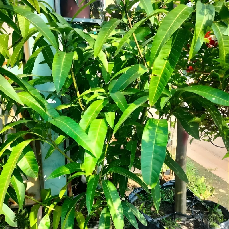 Xoài Ngọc Vân