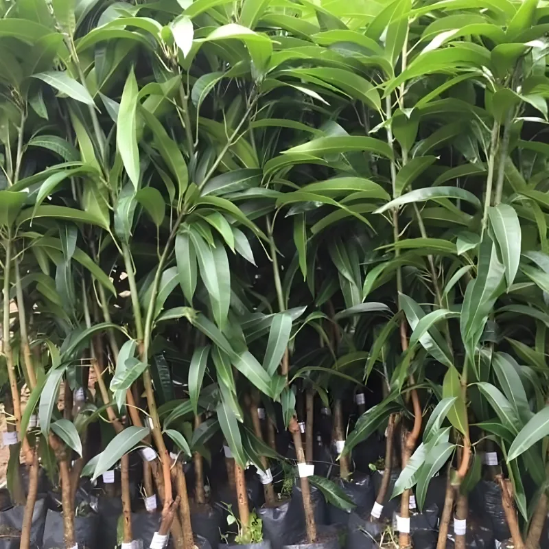 Cây xoài Ngọc Vân