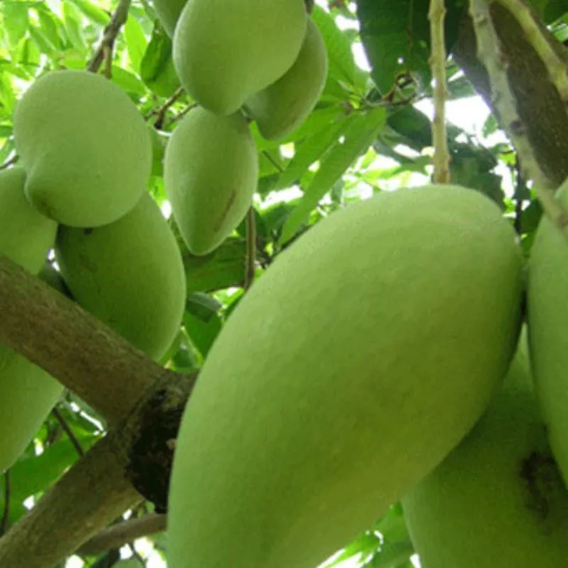 Xoài Thái