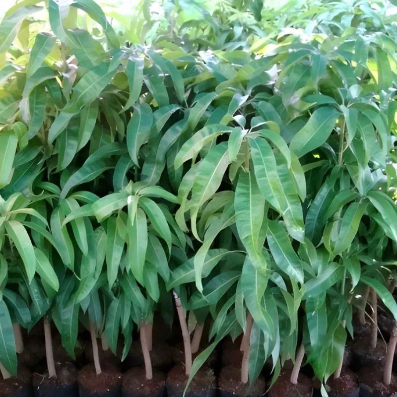 Xoài Thái