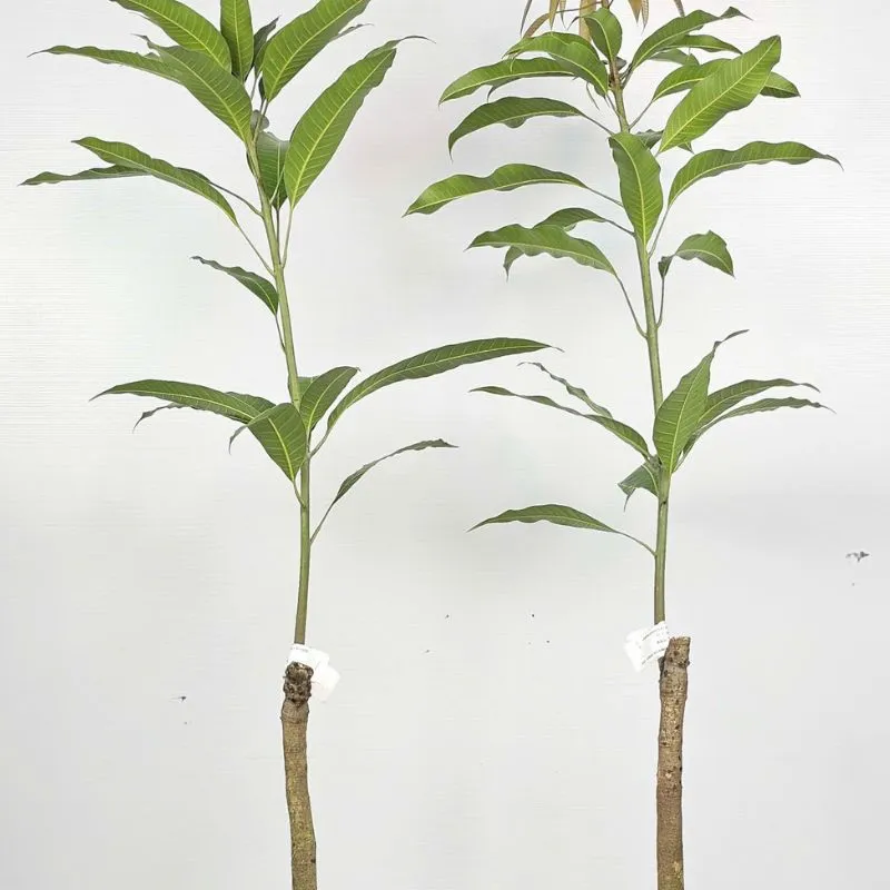 Xoài Thái