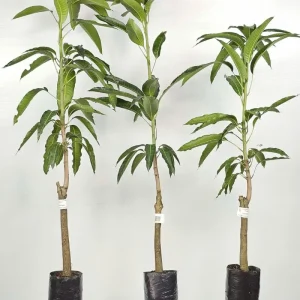 Xoài Tứ Quý