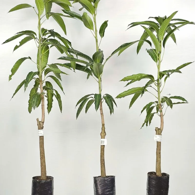 Xoài Tứ Quý