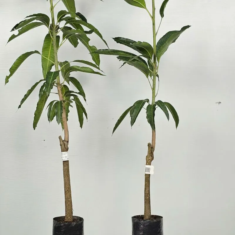 Xoài Tứ Quý